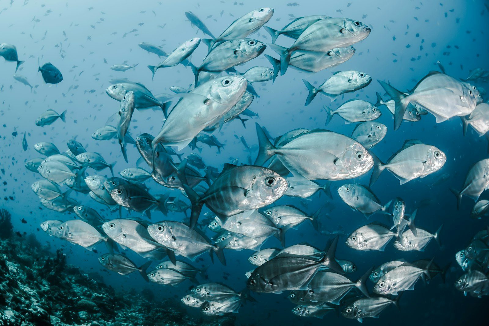 Snorkelling and diving, Gili Islands